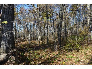 Tract 3 - FARMLAND AUCTION - 165.5+/- ACRES OFFERED IN 5 TRACTS OR COMBINATIONS IN EAST ALLEN COUNTY